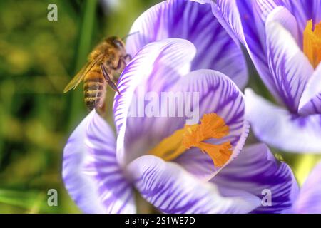 Wunderschöner Frühlingsblumenkrokus im Garten Stockfoto