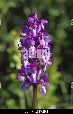 Frühe lila Orchidee Orchis mascula Stockfoto