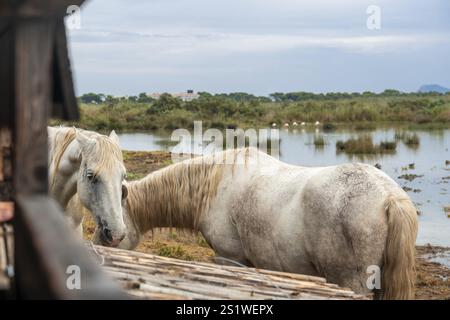 Zwei weiße Pferde, die friedlich am Wasser im Naturpark s'albufera auf mallorca weiden, mit Vögeln im Hintergrund Stockfoto