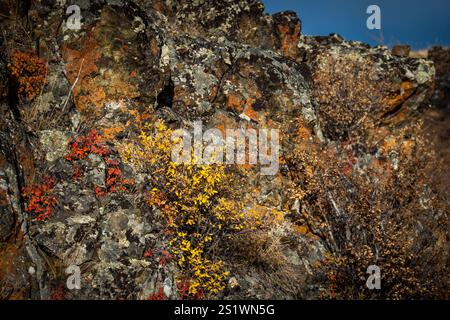 Farbenfrohe Herbstblätter auf felsigem Gelände mit leuchtenden Gelb- und Rottönen bei hellem Sonnenlicht Stockfoto