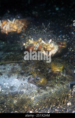 Einsiedlerkrebse, Dardanus sp., auf totem Leopardenflunder, Bothus Pantherinus, Hairball-Tauchplatz, Lembeh Straits, Sulawesi, Indonesien Stockfoto