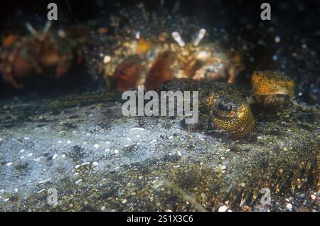 Einsiedlerkrebse, Dardanus sp., auf totem Leopardenflunder, Bothus Pantherinus, Hairball-Tauchplatz, Lembeh Straits, Sulawesi, Indonesien Stockfoto