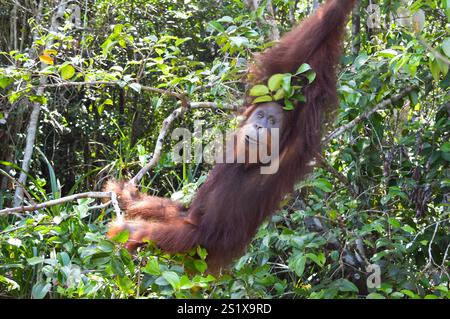 Bornean Orangutan, Pongo pygmaeus, im Tanjung Puting Nationalpark, Kalimantan, Indonesien. Stockfoto