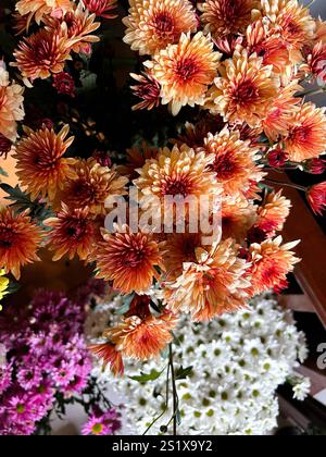 Dieses Foto, das im Frühjahr in Istanbul aufgenommen wurde, zeigt eine reiche Ausstellung von Chrysanthemen in leuchtenden Orange-, Rot- und Weißtönen. Die Nahaufnahme Stockfoto