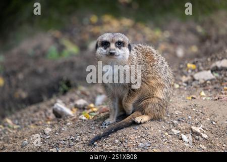 Erdmännchen (Suricata suricatta) oder Suricate, kleine Mungos aus der Familie Herpestidae, Heimatregion: Südafrika. Stockfoto
