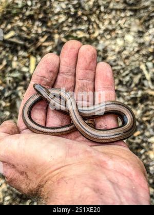 Der Gärtner hält einen langsamen Wurm, auch Blindwurm genannt, in der Hand Stockfoto