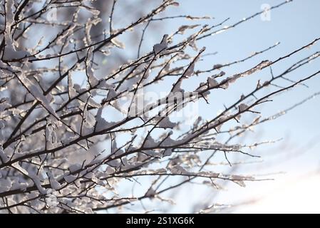 Der Schnee schmilzt auf den Ästen Stockfoto