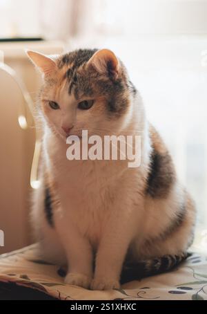 Niedliche Katze, die im Sonnenlicht sitzt Stockfoto
