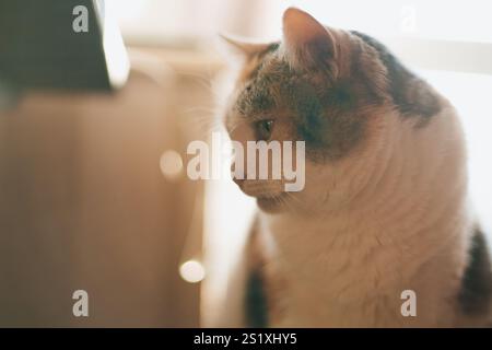 Niedliche Katze, die im Sonnenlicht sitzt Stockfoto