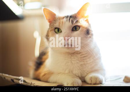 Niedliche Katze, die im Sonnenlicht sitzt Stockfoto