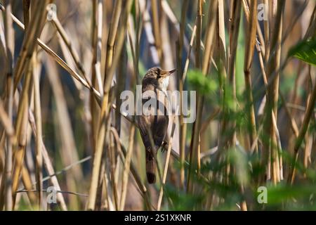 Europäische Reed warbler Acrocephalus scirpaceus unter Schilf Phragmites australis, neben South Efeu verbergen, blashford Seen, Hampshi Stockfoto