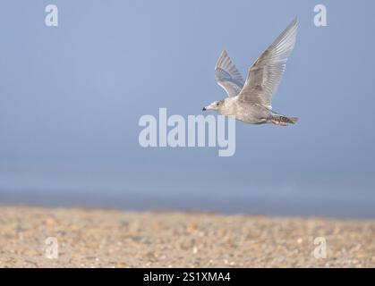 Ein junger Glaukous Gull Larus hyperboreus, der über dem Küstenschindel auf der Suche nach Nahrung in Old Hunstanton, Kings Lynn, Norfolk, Großbritannien, auftauchte Stockfoto