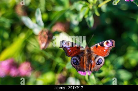 Ein lebendiger PfauenSchmetterling mit ausgebreiteten Flügeln, hoch oben auf einer rosa Blume. Das Bild zeigt die Schönheit der zarten Details der Natur. Stockfoto
