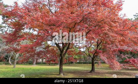Leuchtende rote Ahornbäume erstrahlen im Herbst im Kaiserpalast von Kyoto. Eine ruhige Landschaft, die Japans natürliche Schönheit im Herbst zeigt. Japan. Stockfoto