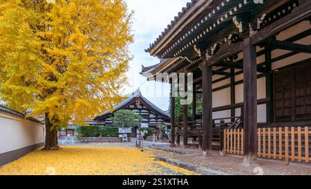 Ein großer Ginkgobaum mit leuchtenden goldenen Blättern steht neben einem traditionellen japanischen Tempelgebäude. Gefallene Blätter bedecken den Boden. Honpoji-Tempel, Stockfoto
