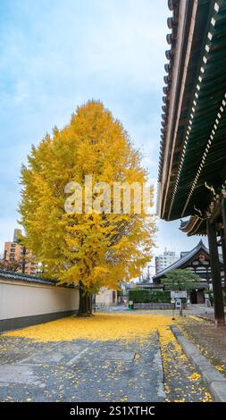 Ein großer Ginkgobaum mit leuchtenden goldenen Blättern steht neben einem traditionellen japanischen Tempelgebäude. Gefallene Blätter bedecken den Boden. Honpoji-Tempel, Stockfoto