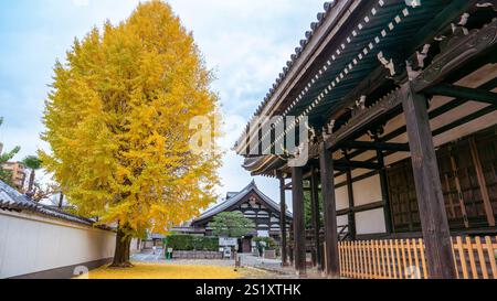 Ein großer Ginkgobaum mit leuchtenden goldenen Blättern steht neben einem traditionellen japanischen Tempelgebäude. Gefallene Blätter bedecken den Boden. Honpoji-Tempel, Stockfoto