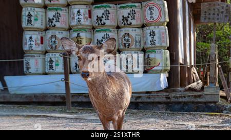 Ein sika-Hirsch steht neugierig in die Kamera und im Hintergrund sind Stapel von Sake-Fässern zu sehen. Kasuga Taisha-Schrein, Nara, Japan. Stockfoto