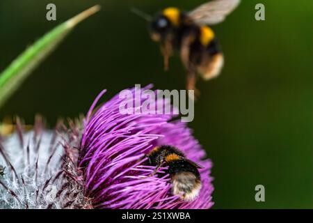 Eine Hummel sammelt Pollen aus einer Wollfistelblüte in scharfem Fokus vor einem verschwommenen Hintergrund. Stockfoto