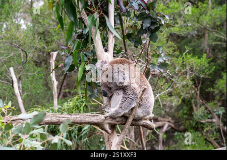 31.10.2024, Rhyll, Victoria, Australien – Ein Koala, manchmal ungenau als Koalabär bezeichnet, döstet, während er auf einem Zweig eines Eukalyptusbaums sitzt. Stockfoto
