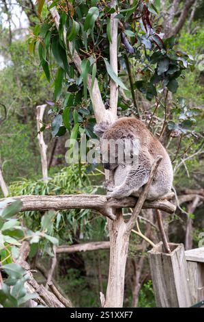 31.10.2024, Rhyll, Victoria, Australien – Ein Koala, manchmal ungenau als Koalabär bezeichnet, döstet, während er auf einem Zweig eines Eukalyptusbaums sitzt. Stockfoto