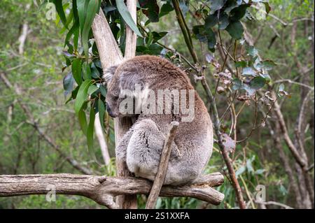 31.10.2024, Rhyll, Victoria, Australien – Ein Koala, manchmal ungenau als Koalabär bezeichnet, döstet, während er auf einem Zweig eines Eukalyptusbaums sitzt. Stockfoto
