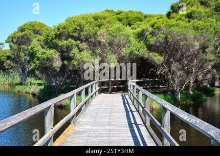 Eine Promenade durch das Feuchtgebiet im Big Swamp Reserve mit Paperbark-Bäumen in South Bunbury im Südwesten von Western Australia. Stockfoto