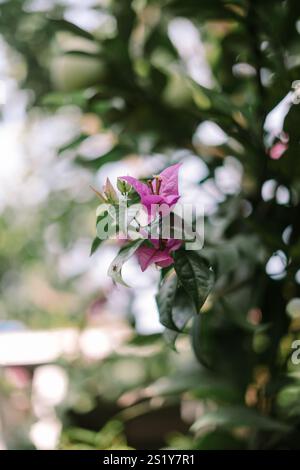 Bougainvillea glabra, die kleine Bougainvillea oder Paperflower, ist die häufigste Bougainvillea-Art, die für Bonsai verwendet wird. Stockfoto
