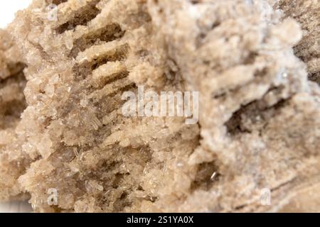 Alte alte versteinerte Holz, Ausgrabung, Mineralien, als schöner Hintergrund Nahaufnahme Vorderansicht schmale Fokuslinie, geringe Tiefenschärfe Makro Stockfoto