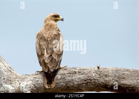 Junger Waldadler (Aquilla rapax) aus Tarangire NP, Tansania. Stockfoto