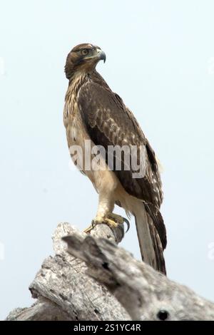 Junger Waldadler (Aquilla rapax) aus Tarangire NP, Tansania. Stockfoto