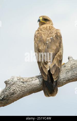 Junger Waldadler (Aquilla rapax) aus Tarangire NP, Tansania. Stockfoto