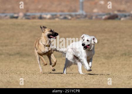 Gemischter Hund und ein heller goldener Retriever laufen und spielen im Park Stockfoto