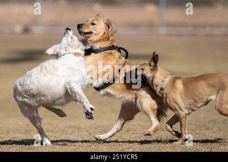 Drei Hunde springen und spielen im Park im trockenen Gras Stockfoto