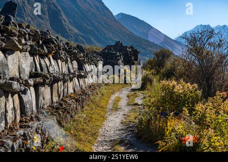 Langtang Dorf - 16. Oktober 2024 : Sonnenaufgang am frühen Morgen im Dorf Langtang und Trail nach Kyangji Gompa mit Langtang Lirung Berg und Gangchenpo Stockfoto