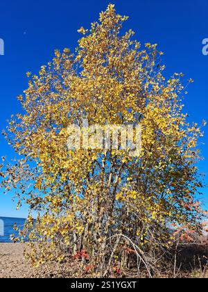 Herbstfarben am Northwest Beach im Point Pelee National Park in Leamington, Ontario, Kanada Stockfoto