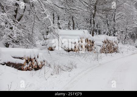 Holzhaufen im Wald im Winter, Märzenbecherweg, zwischen Reblin und Valbert, Meinerzhagen, Nordhelle, Naturpark Ebbe Berg, Sauerland, Nord Rh Stockfoto