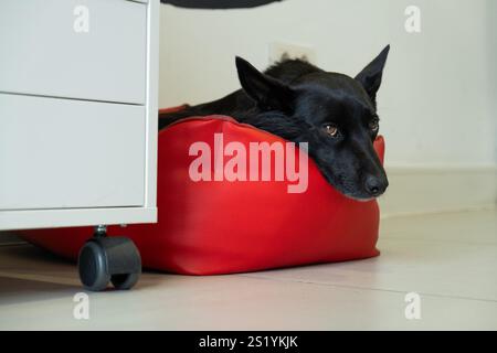 Ein mittelgroßer schwarzer Hund sieht aus seinem roten Bett lustig aus. Nur sein Kopf ist sichtbar und er blickt mit verdächtigen Augen in die Kamera Stockfoto