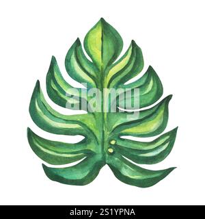 Monstera, ein tropisches Blatt, handgezeichnet in Aquarellen, hervorgehoben auf weißem Hintergrund. Isolierte Illustration für Postkarten, Textilien und Drucke. Stockfoto