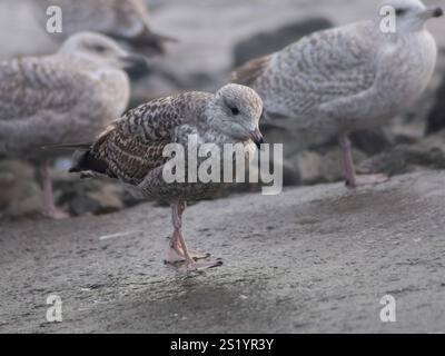 Vogelherde unreifer Heringsmöwen am nassen Ufer an einem bewölkten Wintertag Stockfoto