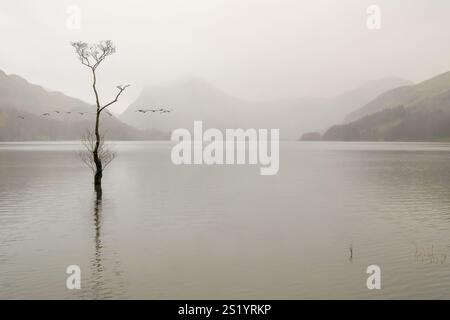 Kanadiengänse fliegen über den Buttermere Lake und überqueren einen einsamen Baum an einem nebeligen Morgen im Lake District. Stockfoto