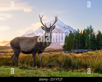 Ein Rothirsch posiert vor Buachaille Etive Mor, Glen Coe, in den schottischen Highlands. Stockfoto