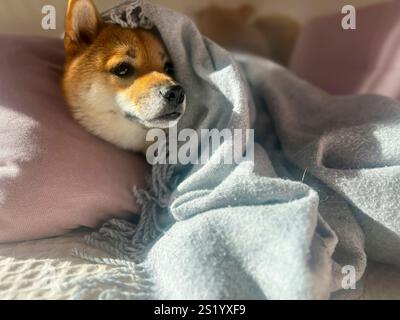 Nachdenklicher Shiba Inu mit einem traurigen Ausdruck, Kopf unter einer Decke. Die Stimmung ist nachdenklich und besinnlich. Hochwertige Nahaufnahmen. Kopierbereich verfügbar. Stockfoto