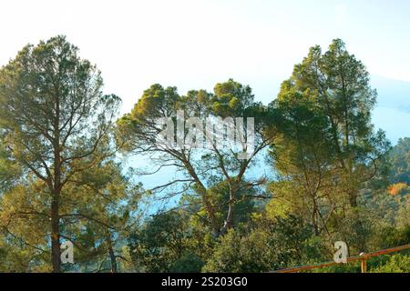 Die Gipfel der Kiefern auf dem Berg vor dem blauen Himmel im Mittelmeer, Italien. Ligurien Region und Natur. Hintergrund für die Konstruktion. Stockfoto