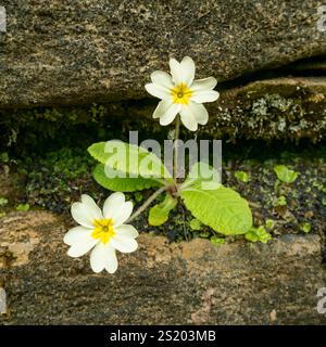 Eine einzige gewöhnliche Primrose (Primula vulgaris) mit zwei blassgelben Blüten, die zwischen braunen Felsen wachsen, Isle of Skye, Schottland, Vereinigtes Königreich Stockfoto