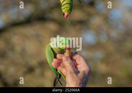 Nahaufnahme eines ringhalsigen Sittichs, auch bekannt als Rosenringsittich, der von Hand mit einer Affennuss versorgt wird, wobei ein zweiter Sittich über London hängt. Stockfoto