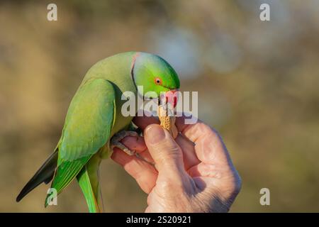 Nahaufnahme eines Feral-Sittichs (Psittacula krameri), der im Hyde Park, im Winter London, mit verschwommenem Hintergrund von Hand mit einer Affennuss gefüttert wurde. Stockfoto