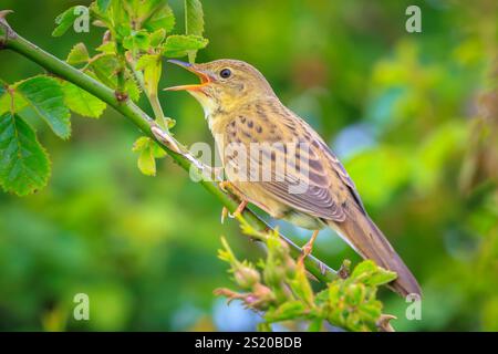 Gemeinsame Grasshopper warbler Vogel Locustella naevia Paarung auf einem Ast im Frühjahr in einem Wald. Stockfoto