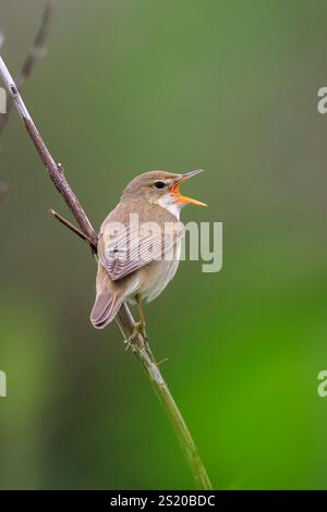 Marsh Grumbler, Acrocephalus palustris, Vogel singen auf einem Feld Stockfoto