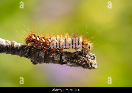 Nahaufnahme einer raupe oder Larve einer Acronicta rumicis, der Knotengrasmotte, die Blätter in der Natur füttert. Stockfoto
